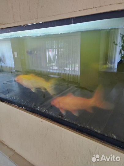 Аквариумные рыбки отдам бесплатно