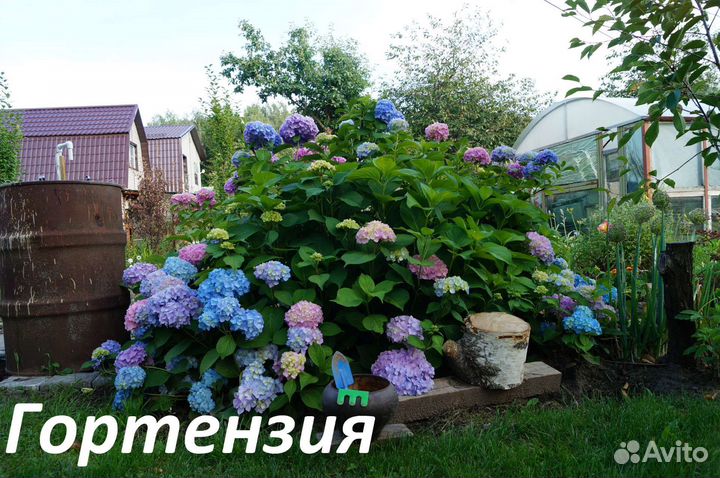 Гортензия крупнолистная