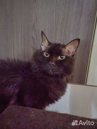 Коты в добрые руки