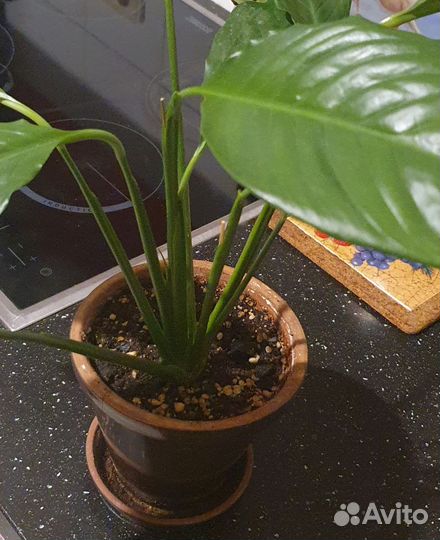 Спатифиллум. Женское счастье