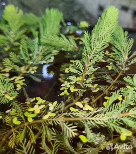 Водоросли (Перистолистник (Уруть), Пистия