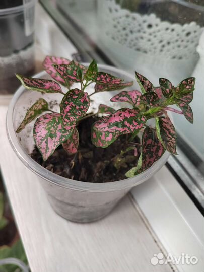 Комнатные растения, продажа или обмен на садовые