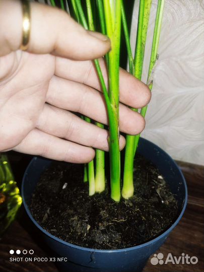 Пальма арека