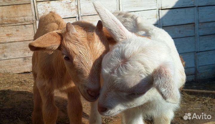 Козлята, дойные козы