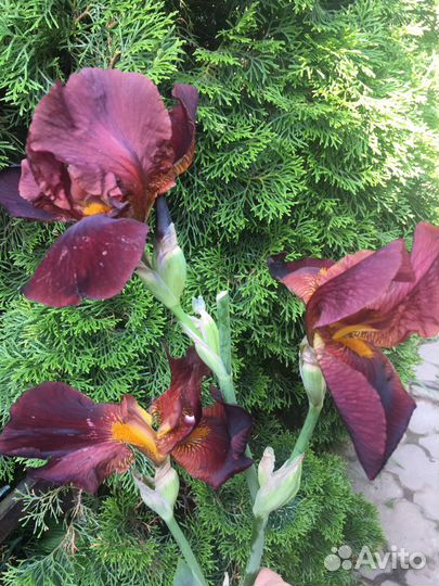 Ирис сортовой