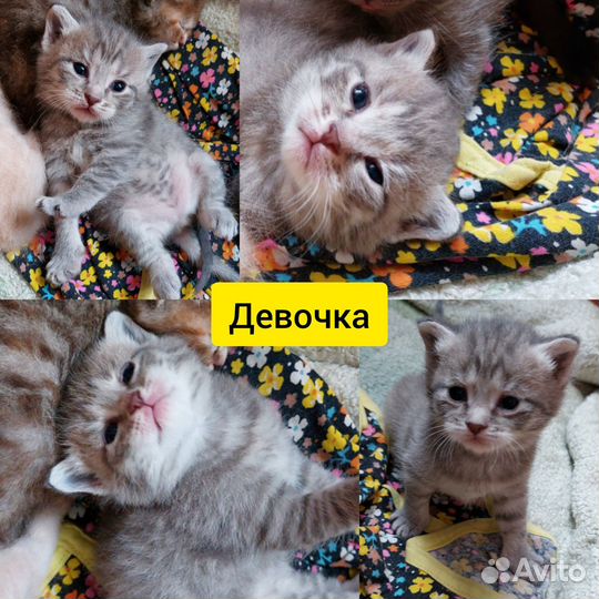Котята в добрые руки