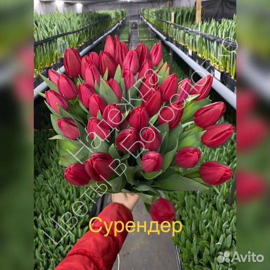 Тюльпаны к 8 марта оптом