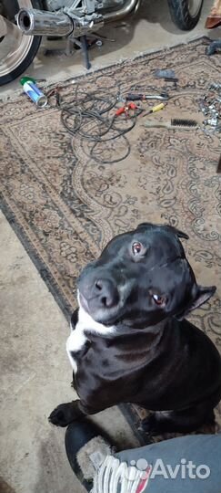 Питбультерьер