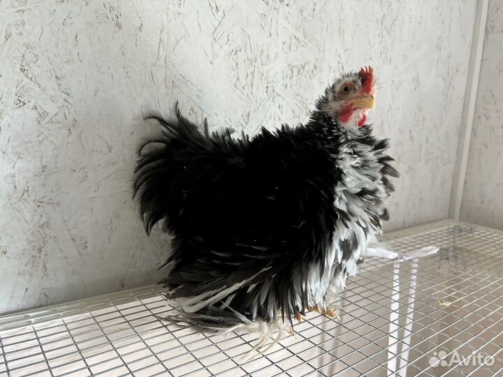 Карликовые кохинхины