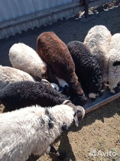 Овцы полукурдючные. Козлята и ягнята молодняк