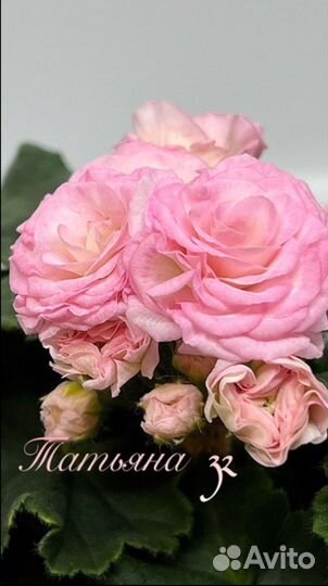 Пеларгония герань та Анастейша черенок