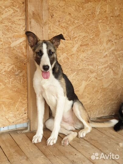 Молодая собачка Луна в добрые руки