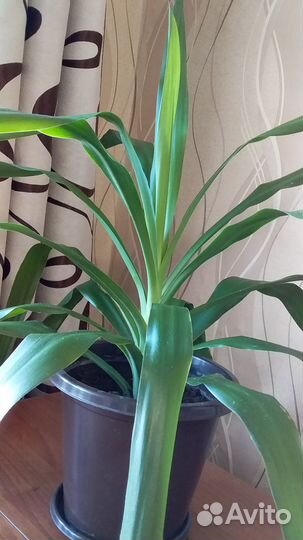 Юкка комнатная