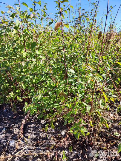 Подвой жерделы