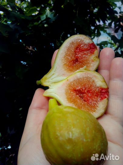 Инжир Брунсвик, Черный, Турецкий кор. в горшках