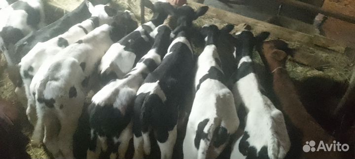 Бычки и быки