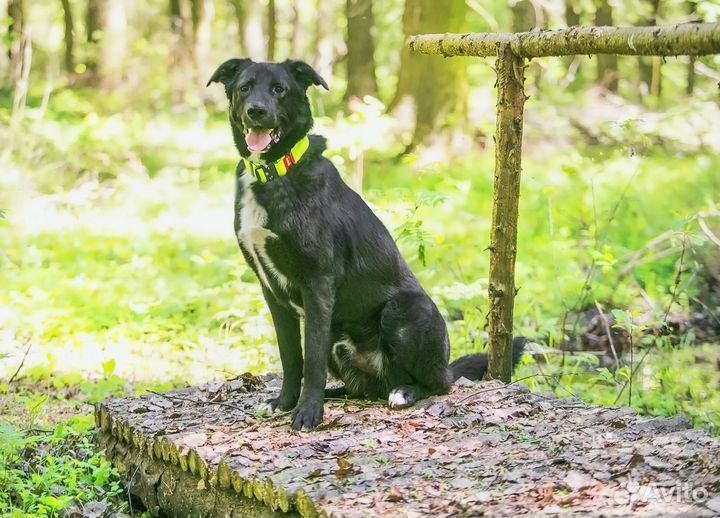 Собака в дар в добрые руки