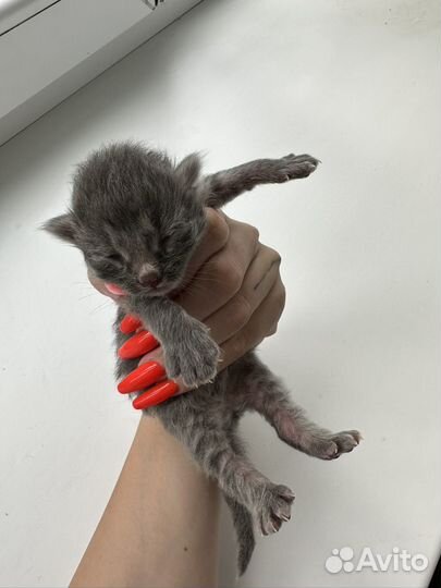 Котята бесплатно