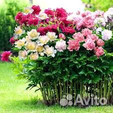 Растения для декоративного оформления участка