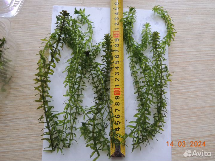 Аквариумные растения