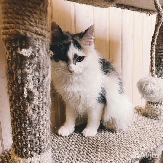 Кошка