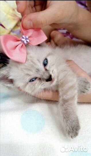 Тайские котята