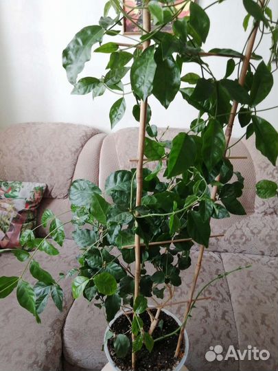 Жасмин самбак