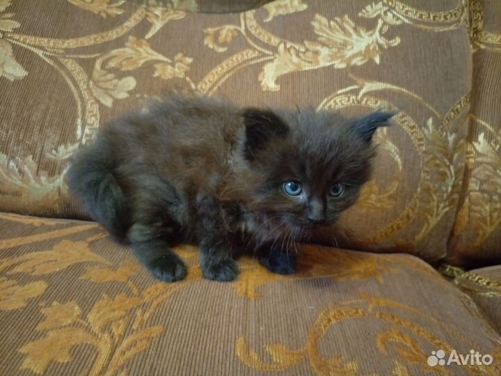 Котята мейн-кун