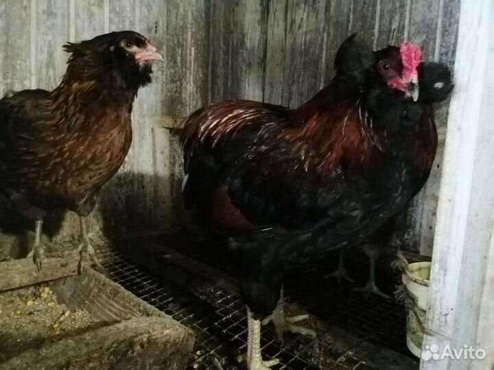 Араукан золотистогривый