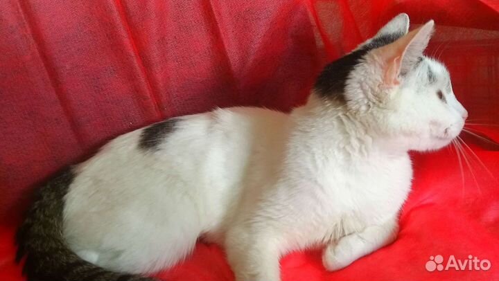 Оставили на даче кошечку подростка