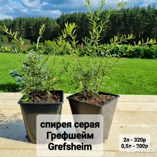 Спирея японская