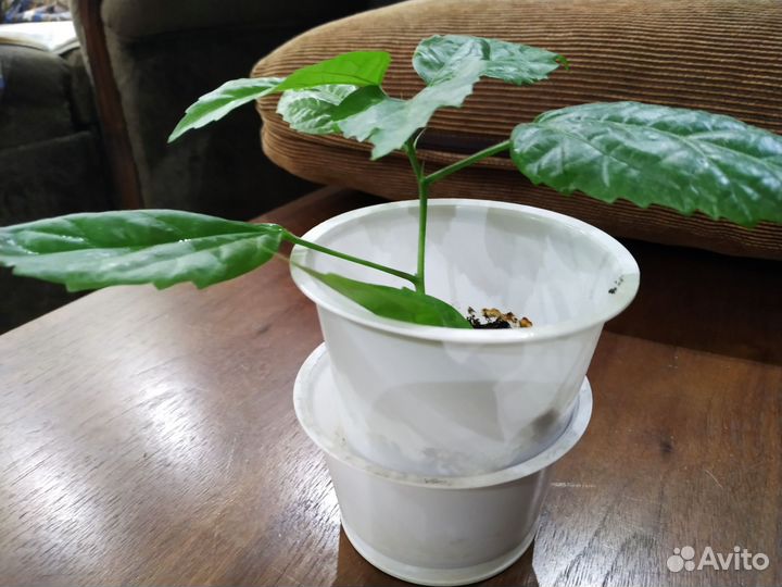 Гибискус китайская роза махровая