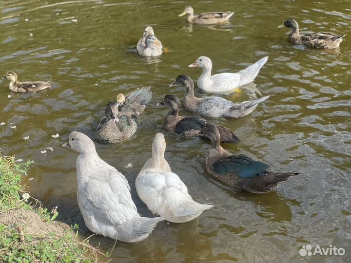 Мускусные утята