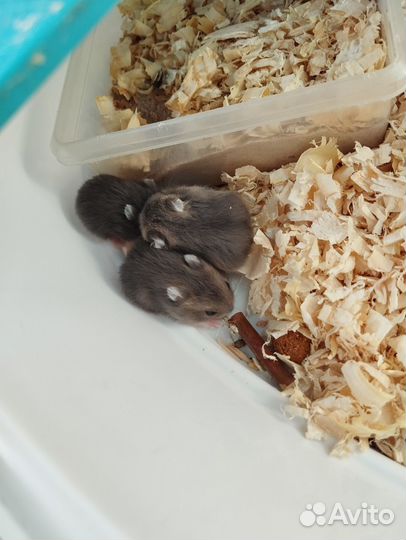 Джунгарский хомяк бесплатно