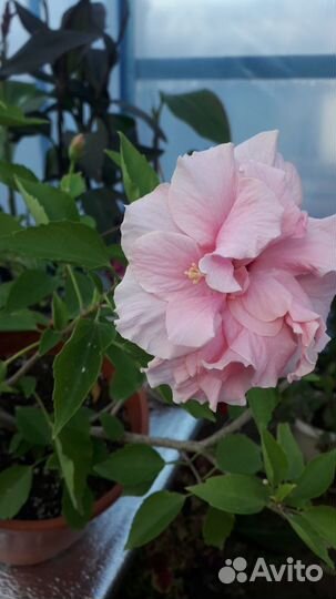 Гибискус комнатный Дабл Пинк