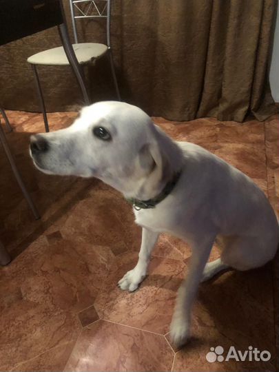 Собака Лабрадор