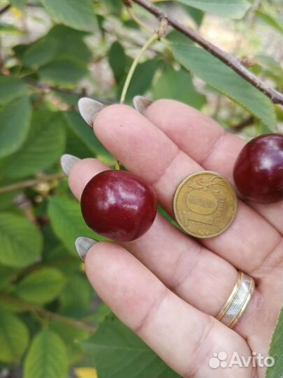 Вишня орех, китайский финик смородина слива