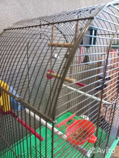 Попугай с клеткой