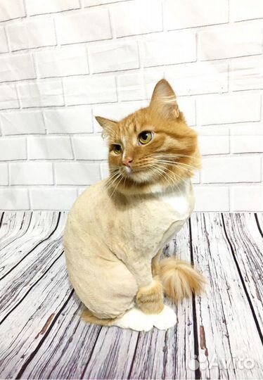 Стрижка собак и кошек