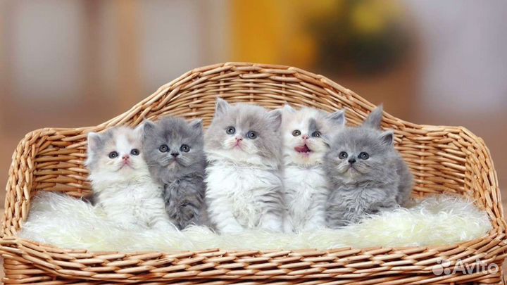 Присмотр за животными