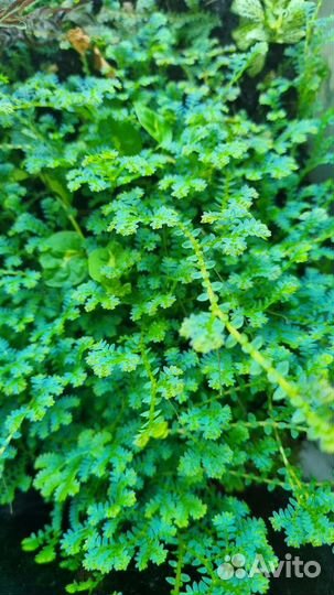 Селагинелла унцината Selaginella uncinata