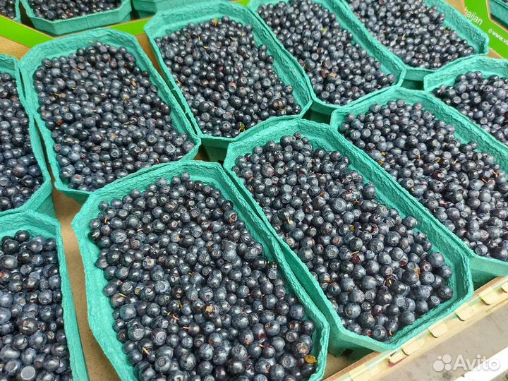 Черника свежая из Карелии с доставкой