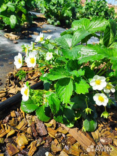 Клубника свежая ягода Белгород