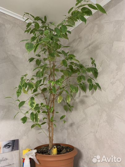 Фикус бенджамина большой