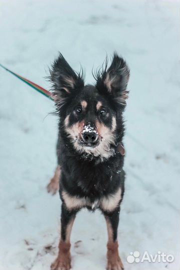 Собака сука девочка в добрые руки бесплатно