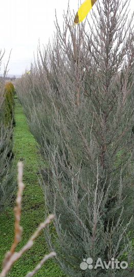 Можжевельник скальный Блю Эрроу