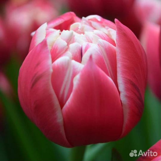 Тюльпаны оптом и в розницу на 8 марта