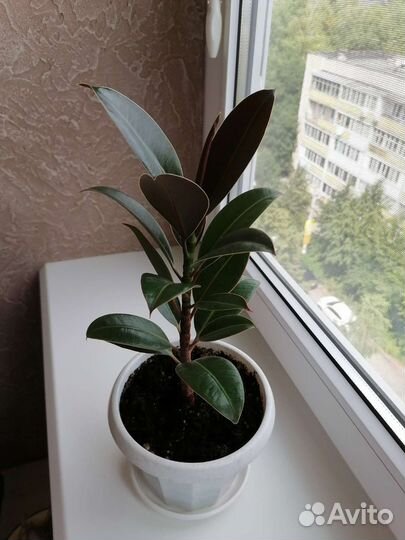 Ктенанта, бенджамина