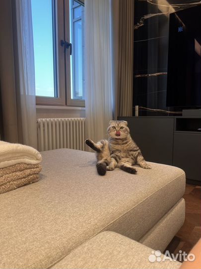 Вязка с котом