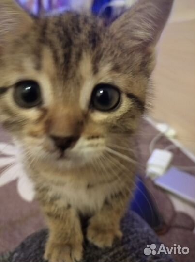 Котенок в добрые руки
